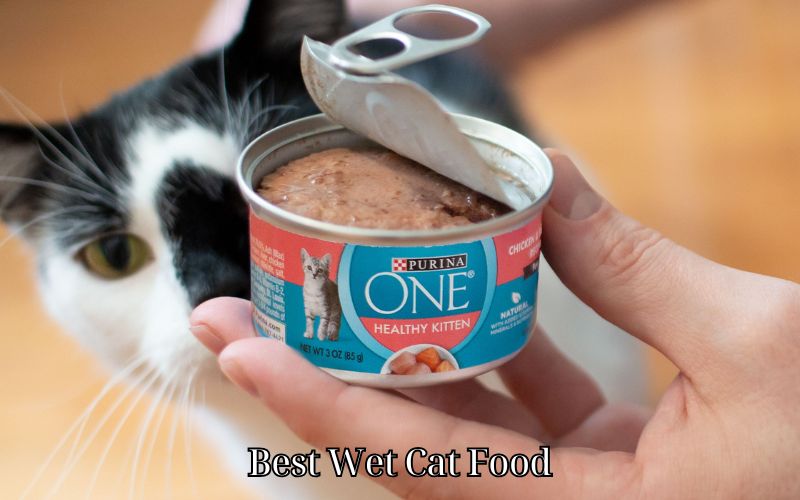 Best Wet Cat Food